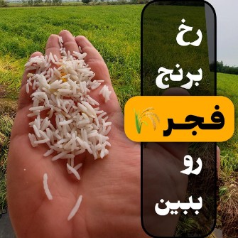  غلات | برنج برنج فجر سوزنی گرگان