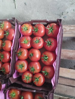  صیفی | گوجه گوجه گلخانه ای صادراتی