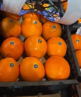  میوه | پرتقال تامسون درجه یک شمال با بهترین کیفیت جهت تامین داخلی و صادرات