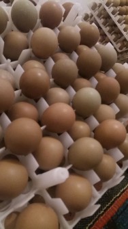  مواد پروتئینی | تخم مرغ تخم نطفه دار قرقاول