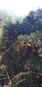  میوه | پرتقال محلی