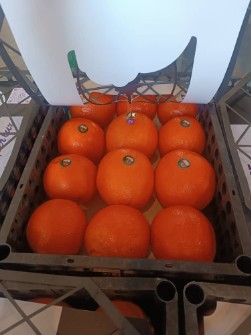  میوه | پرتقال پرتقال صادراتی