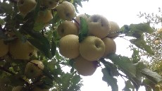  میوه | سیب سیب زرد و سیب قرمز