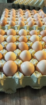  مواد پروتئینی | تخم مرغ تخم مرغ محلی گلپایگان