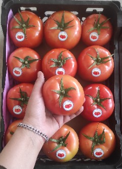  صیفی | گوجه گوجه گلخانه