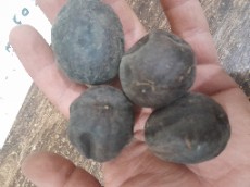  خشکبار | میوه خشک لیمو عمانی سیاه