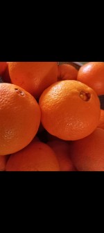  میوه | پرتقال پرتقال تامسون ساری