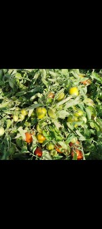  صیفی | گوجه مریلا صادراتی