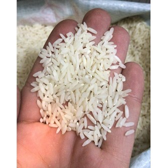  غلات | برنج طارم کشت دوم