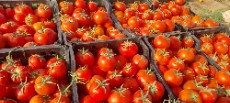  صیفی | گوجه گوجه زمینی ساکاتا بروبیا سانسیت 8320
