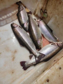  مواد پروتئینی | ماهی قزل الا اسپانیایی