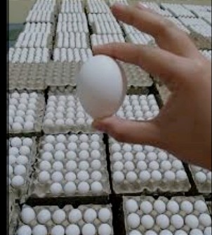  مواد پروتئینی | تخم مرغ تخم مرغ لوکس و معمولی