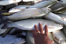  مواد پروتئینی | ماهی ماهی قزل الا تریپلوئید