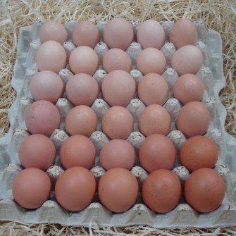  مواد پروتئینی | تخم مرغ تخم مرغ محلی ارگانیک
