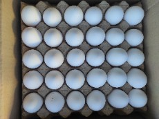  مواد پروتئینی | تخم مرغ تخم مرغ کارتن