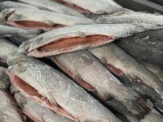  مواد پروتئینی | ماهی ماهی قزل آلای رستورانی