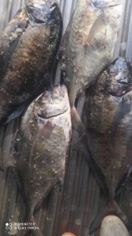  مواد پروتئینی | ماهی انواع ماهی جنوب