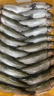  مواد پروتئینی | ماهی قزل آلای منجمد سایز رستورانی