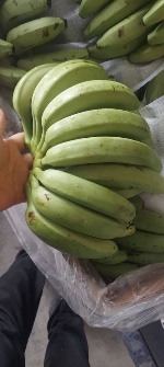  میوه | موز پاکستانی