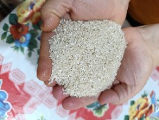  غلات | برنج برنج عنبربونیم دانه