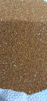  بذر و نهال | بذر 600 کیلو خاکشیر شیرین همدان