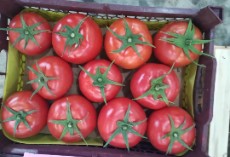  صیفی | گوجه گوجه صادراتی دافنیس4129