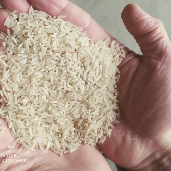  غلات | برنج فجر گرگان