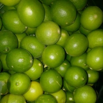  میوه | لیمو ترش لیمو ترش مینابی