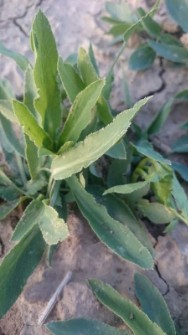  بذر و نهال | گل و گیاه گیاه غازیاغی / پاکلاغی با نام علمی فالکاریا ولگاریس