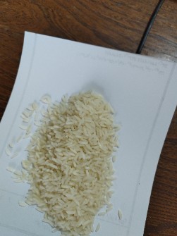  غلات | برنج هاشمی- طارم