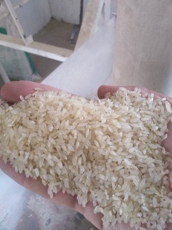  غلات | برنج برنج کامفیروزی