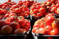  صیفی | گوجه گوجه باغی آسینا