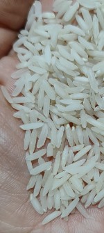  غلات | برنج برنج طارم هاشمی و کشت دوم