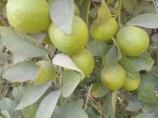 خشکبار | میوه خشک لیمو خشک