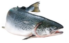  مواد پروتئینی | ماهی قزل الا