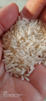  غلات | برنج برنج ندا