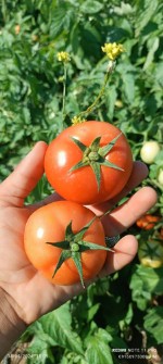  صیفی | گوجه گوجه زمینی بروبیا
