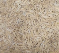  غلات | برنج شالی طارم دم سیاه