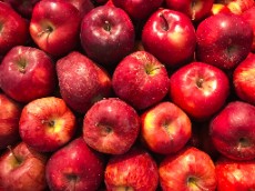  میوه | سیب قیمت سیب قرمز درختی درجه یک صادراتی ارومیه