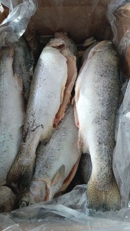  مواد پروتئینی | ماهی قزل‌آلا