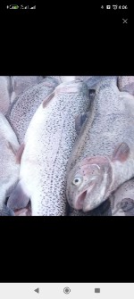  مواد پروتئینی | ماهی قزل الا اسپانیا