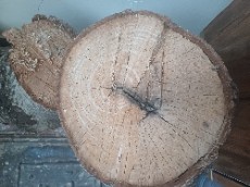  مصالح ساختمانی | چوب تنه درخت گردو