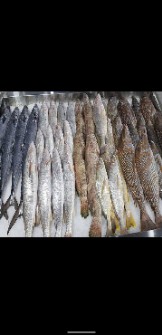  مواد پروتئینی | ماهی انواع ماهی های جنوب کشور
