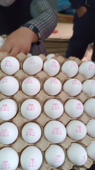  مواد پروتئینی | تخم مرغ تخم مرغ صادراتی