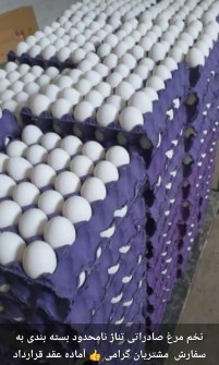  مواد پروتئینی | تخم مرغ تخم مرغ بامجوز صادرات