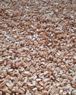  خشکبار | بادام بادام زمینی لپه شده سفید مخصوص کره گیری