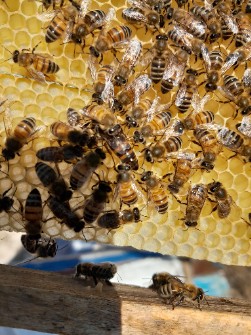  تجهیزات کشاورزی | سایر تجهیزات کشاورزی زنبور