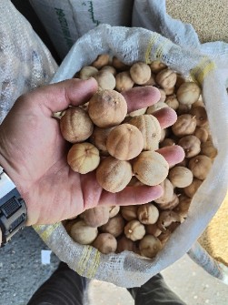  خشکبار | میوه خشک لیمو خشک عمانی