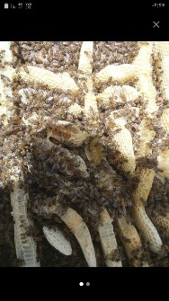  دامپروری | عسل عسل چهل گیاه و عسل کنار کاملا طبیعی و تغذیه با گیاهان دارویی