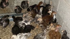  مواد پروتئینی | گوشت مرغ محلي و ارگانيك